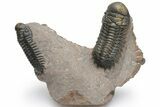 Pair of Crotalocephalina Trilobite Fossils - Atchana, Morocco #225374-1